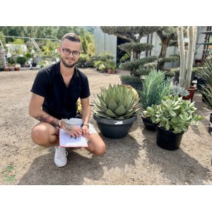Agáva (Agave) ´CELSII NOVA´ - výška 30-40 cm, Ø 50-60 cm, kont. C35L (-6°C)